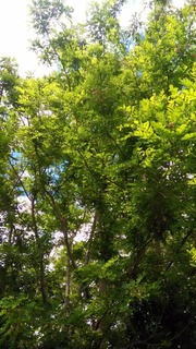 P_20170608_092845.jpg