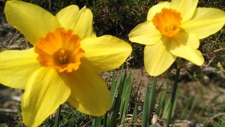 P_20180420_153737_DF.jpg