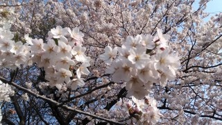 P_20180420_154718_DF.jpg